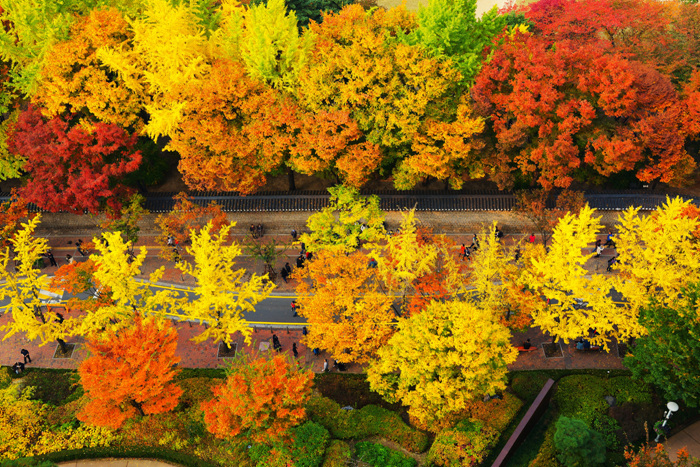 9 điểm nên đến khi tới du lịch Seoul vào mùa thu